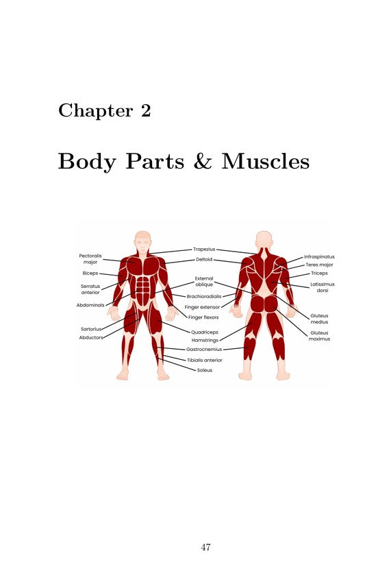 Diagram of body parts and muscles with labels on a white background, labeled 'Chapter 2 Body Parts & Muscles'.